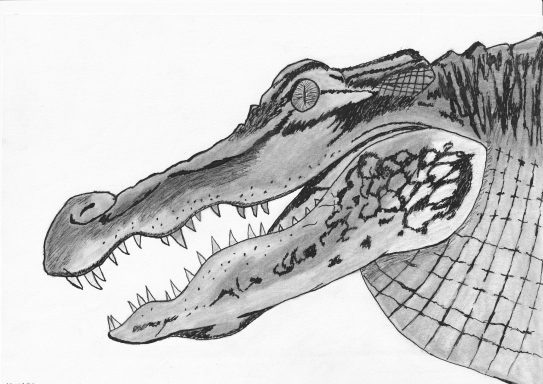 „Die Macht des Alligators“ 