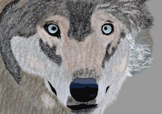  „Augen der Wildnis“ 